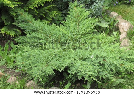 The plant Juniperus communis green carpet in the landscaping. Royalty-Free Stock Photo #1791396938