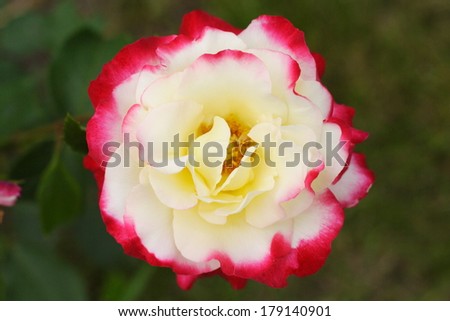 Beautiful red and cream rose
