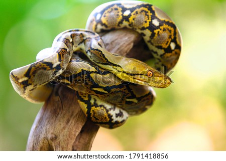 The reticulated python (Malayopython reticulatus) is native to South Asia and Southeast Asia. It is the world's longest snake.