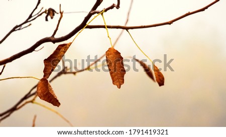 Tree branch with dry autumn leaves in warm colors