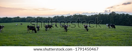 A sunset, sunrise panorama of a pasture where a herd of holstein cattle are grazing freely on the grass field. A good example for humane animal farming that considers animal welfare standards. Royalty-Free Stock Photo #1791450467