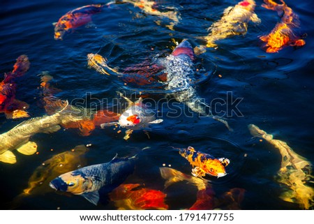 japanese Koi fish in pond, koi carp fish japan. colorful natural background. Directly Above, top view
