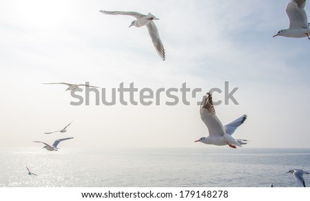 Seagulls in the sea Royalty-Free Stock Photo #179148278