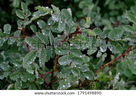 Green rose leaves with raindrops, close-up. Raindrops on green leaves
