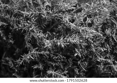 Vintage black and white photo of coniferous branches
