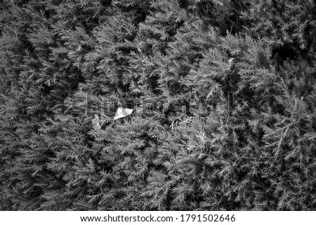 Vintage black and white photo of coniferous branches