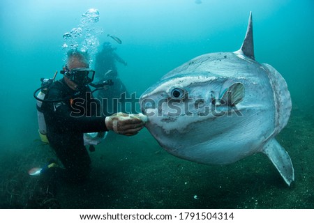 Ocean Sunfish Mola Mola Swimming Underwater in Fish Net Royalty-Free Stock Photo #1791504314