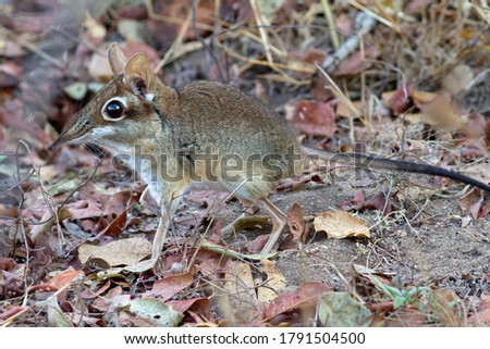 The Four-toed Sengi, or Elephant-shrew as they used to be called, is extremely active patrolling it's territory along well trod paths, ever in search of invertebrates for it's high demand in calories Royalty-Free Stock Photo #1791504500