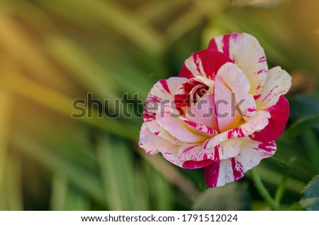Striped yellow and red flower of rose. Striped hybrid tea rose. Striped pink yellow rose grown. Bicolor  yellow rose flower with pink stripes.
