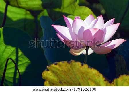 Water lily with leafs in a pond