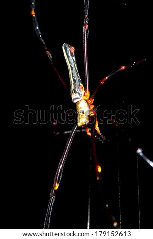 Long leg spider on web