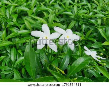 Pud Phichaya flower is a plant in the genus Mok.  In Thailand, imported from Sri Lanka  The local name "Idda" means pure white flower.