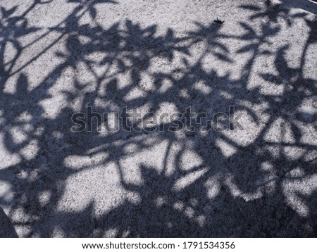 The background image of a tree shade on a concrete floor