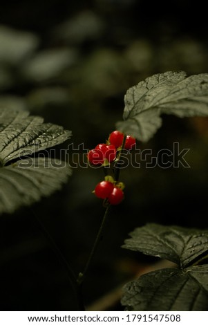 Currant in the manor Park