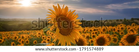Panorama of a sunflower in the sunflower field in front of a bea