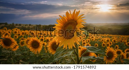 Large sunflower in the sunflower field in front of a beautiful l