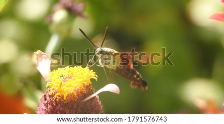 Hummingbird moth hovering on flower