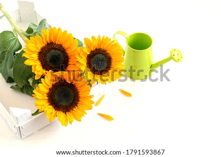 Sunflower bouquet in the white rustic box, watering can on the white background, top view. Nice gift for any holiday or anniversary.