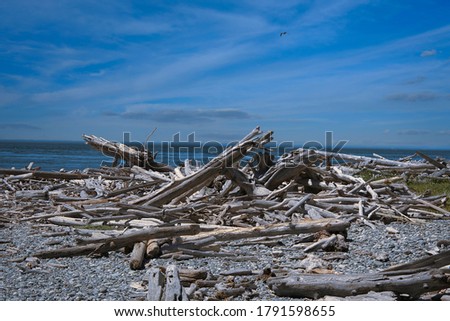 WASHED UP LOGS AND DEBRIS ON A BEACH ON WHIDBEY ISLAND