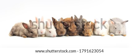 Young adorable many bunnies sit on white background. A lot of cute baby rabbits for Easter and newborn celebration.  1-month pet