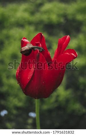 A Snail on a Tulip after the rain