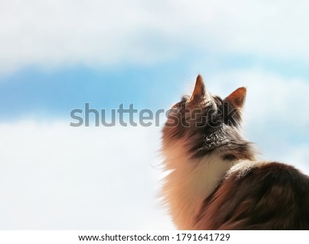 The long-haired Norwegian forest cat sits with its back turned and looks dreamily or bored at the sky and passing clouds.The color calico.waist up.Space for text on the left. animal background