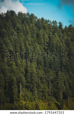 Dense beautiful green pine tree forest in Himachal Pradesh , India. 
