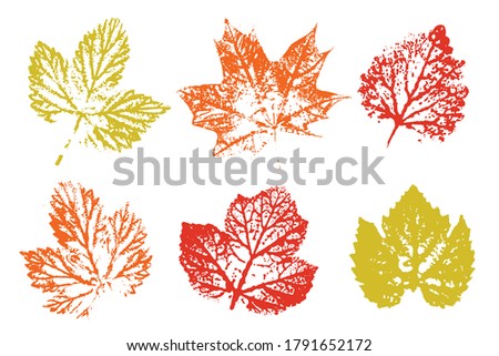 Collection of autumn leaves imprints. Autumn foliage, vector colored illustration. Set with stamp leaves. Vector illustration.