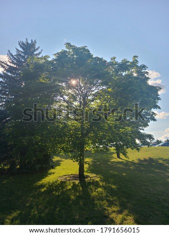 the tree in the park