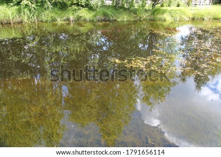 Brown water pond in the park.