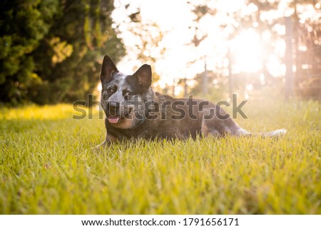 Senior Australian Cattle Dog or Blue Queensland Heeler intelligent working dog outdoors on green grass