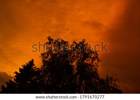 The silhouette of a tree in front of a colorful sunset after a thunderstorm in the Swiss Alps