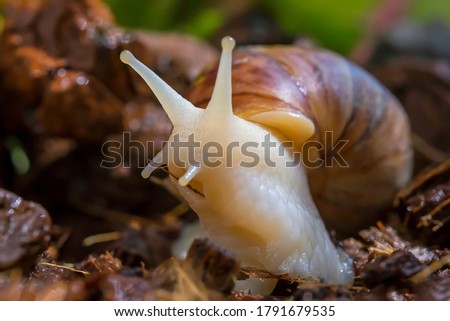 Achatina snail close-up. Macro photo. The surface texture of the snail's body. Snail habitat. Blooming greenery in the background. The texture of coconut soil. Snail for Relaxation and cosmetology