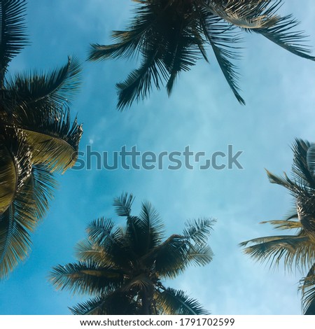 Coconut Leaves from the bottom perspective
