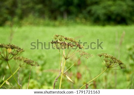 Umbrellas of dried dill on a green field background. Close-up