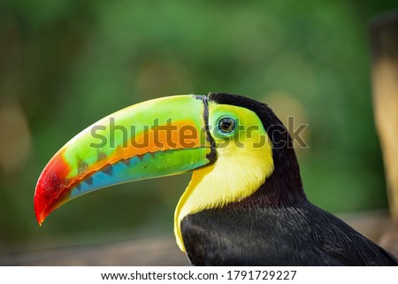 Beautifull and big colorful toucan