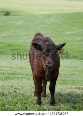 An adorable calf posing for a picture in the grasslands of Texas.