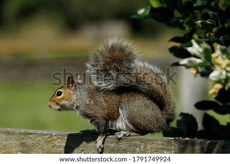 Grey Squirrel sitting on the fence rail,
