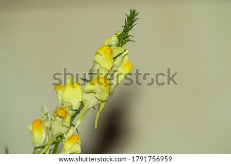 Beautiful yellow flower blooming in summer