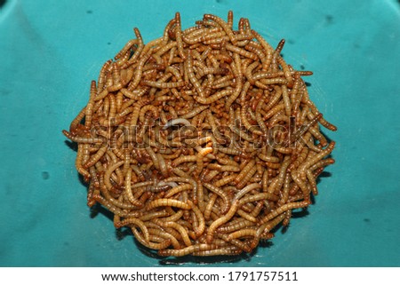 mealworms , mealworms on a green background ,superworm isolated| larva, larvae  Stages of the meal worm  - the life cycle of a mealworm, super worm , superworms, super worms. insects, insect, bugs bug