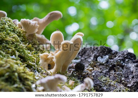 A closeup shot of inedible Hairy Panus, Panus lecomtei mushroom with a beautiful natural bokeh background