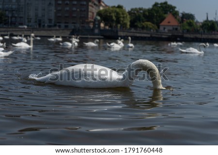 
a white swan has its head below the surface with an orange beak swims on the surface of the Vltava river and in the background are other white blurred swans