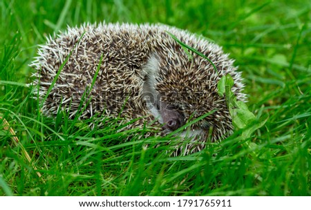 hedgehog on the green grass in the garden 