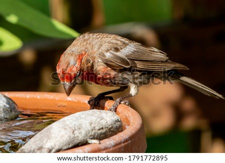House Finch looks down  on the rim of a bird bath. Royalty-Free Stock Photo #1791772895