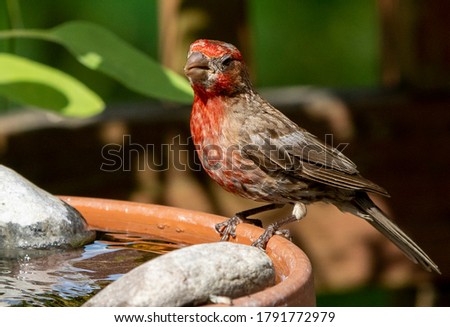 House Finch sits on the rim of a bird bath. Royalty-Free Stock Photo #1791772979