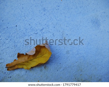 Autumn oak leaf lies on concrete background