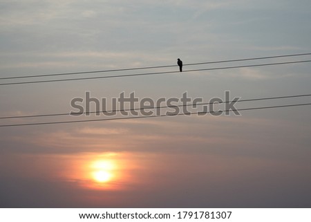 A little bird sit on wire at sunset time. 