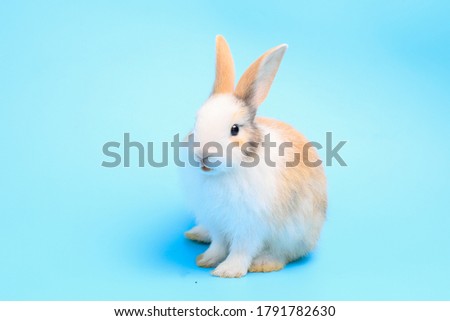 Lovely bunny easter fluffy rabbit, Adorable baby rabbit on a pastel blue background. The Easter white creamy hares, Close - up of a rabbit.