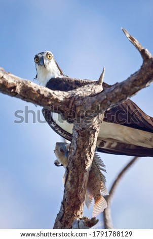 Osprey Looking Down From a Tree with a Freshly Caught Fish