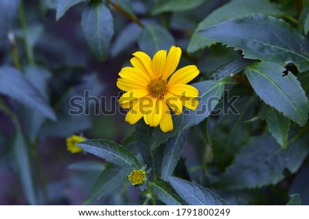 Yellow flower in the background of leaves